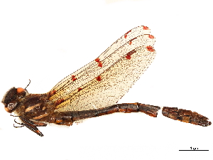  (Austropetaliidae - CCDB-32133-E07)  @11 [ ] CreativeCommons - Attribution (2018) Smithsonian Institution Smithsonian Institution