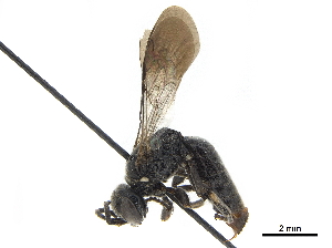  (Bothynostethus distinctus - CCDB-32134-F12)  @11 [ ] CreativeCommons - Attribution (2018) Smithsonian Institution Smithsonian Institution