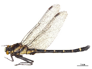  (Sieboldius albardae - CCDB-32135-A02)  @11 [ ] CreativeCommons - Attribution (2018) Smithsonian Institution Smithsonian Institution