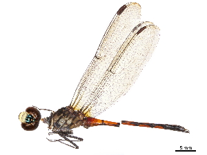  (Agrionoptera insignis - CCDB-32135-A04)  @11 [ ] CreativeCommons - Attribution (2018) Smithsonian Institution Smithsonian Institution