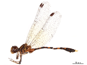  (Nannophlebia risi - CCDB-32135-B08)  @11 [ ] CreativeCommons - Attribution (2018) Smithsonian Institution Smithsonian Institution