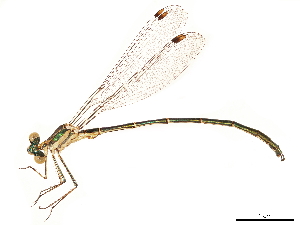  (Chlorolestes fasciatus - CCDB-32135-E09)  @11 [ ] CreativeCommons - Attribution (2018) Smithsonian Institution Smithsonian Institution