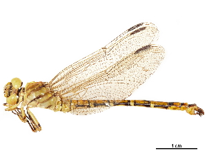  (Crenigomphus renei - CCDB-32135-F03)  @11 [ ] CreativeCommons - Attribution (2018) Smithsonian Institution Smithsonian Institution