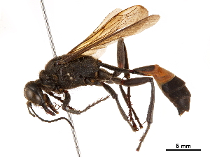  (Hoplammophila aemulans - CCDB-32136-B09)  @11 [ ] CreativeCommons - Attribution (2018) Smithsonian Institution Smithsonian Institution