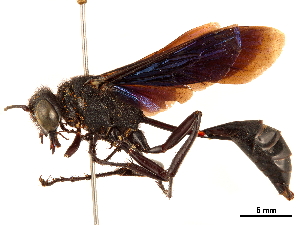  (Parapsammophila ponderosa - CCDB-32136-B11)  @11 [ ] CreativeCommons - Attribution (2018) Smithsonian Institution Smithsonian Institution