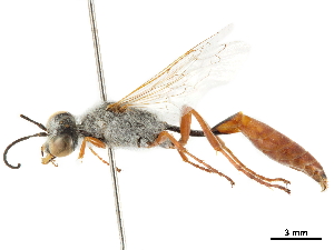 (Parapsammophila turanica - CCDB-32136-B12)  @14 [ ] CreativeCommons - Attribution (2018) Smithsonian Institution Smithsonian Institution