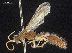  (Chyphotidae - CCDB-32136-G06)  @11 [ ] CreativeCommons - Attribution (2018) Smithsonian Institution Smithsonian Institution