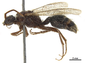  (Pseudophotopsis komarovii - CCDB-32137-A03)  @13 [ ] CreativeCommons - Attribution (2018) Smithsonian Institution Smithsonian Institution