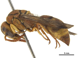  (Antodynerus punctatipennis - CCDB-32137-F11)  @14 [ ] CreativeCommons - Attribution (2018) Smithsonian Institution Smithsonian Institution