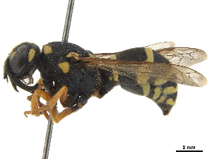 (Hemipterochilus - CCDB-32137-H03)  @11 [ ] CreativeCommons - Attribution (2018) Smithsonian Institution Smithsonian Institution