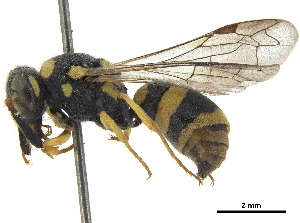  (Jucancistrocerus saharensis - CCDB-32137-H10)  @11 [ ] CreativeCommons - Attribution (2018) Smithsonian Institution Smithsonian Institution