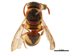  (Knemodynerus rhynchoides inclinans - CCDB-32138-A02)  @11 [ ] CreativeCommons - Attribution (2018) Smithsonian Institution Smithsonian Institution