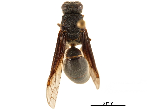  (Montezumia petiolata - CCDB-32138-A09)  @11 [ ] CreativeCommons - Attribution (2018) Smithsonian Institution Smithsonian Institution