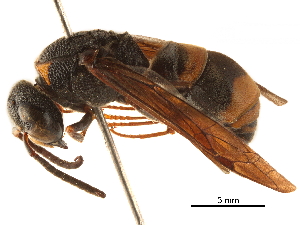  (Pararrhynchium ornatum - CCDB-32138-B07)  @11 [ ] CreativeCommons - Attribution (2018) Smithsonian Institution Smithsonian Institution