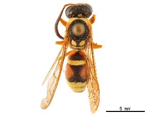  (Pterocheilus quinquefasciatus - CCDB-32138-C03)  @11 [ ] CreativeCommons - Attribution (2018) Smithsonian Institution Smithsonian Institution