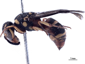  (Stenodyneriellus wickwari - CCDB-32138-C07)  @11 [ ] CreativeCommons - Attribution (2018) Smithsonian Institution Smithsonian Institution
