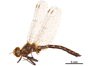  (Williamsonia lintneri - CCDB-32138-H03)  @11 [ ] CreativeCommons - Attribution (2018) Smithsonian Institution Smithsonian Institution