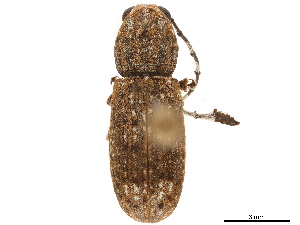  (Polycorynus - CCDB-32961-C03)  @11 [ ] CreativeCommons - Attribution (2019) Smithsonian Institution Smithsonian Institution