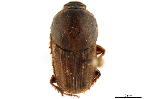  ( - CCDB-32961-D05)  @11 [ ] CreativeCommons - Attribution (2019) Smithsonian Institution Smithsonian Institution