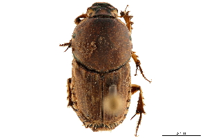  (Euoniticellus inaequalis - CCDB-32961-D06)  @11 [ ] CreativeCommons - Attribution (2019) Smithsonian Institution Smithsonian Institution