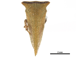  ( - CCDB-32962-C10)  @11 [ ] CreativeCommons - Attribution (2019) Smithsonian Institution Smithsonian Institution