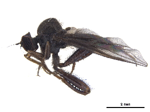  (Lactistomyia - CCDB-32963-C08)  @11 [ ] CreativeCommons - Attribution (2019) Smithsonian Institution Smithsonian Institution