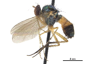  (Nematoproctus jucundus - CCDB-32963-G11)  @11 [ ] CreativeCommons - Attribution (2019) Smithsonian Institution Smithsonian Institution