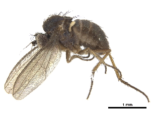  (Stolidosomatinae - CCDB-32963-H11)  @11 [ ] CreativeCommons - Attribution (2019) Smithsonian Institution Smithsonian Institution