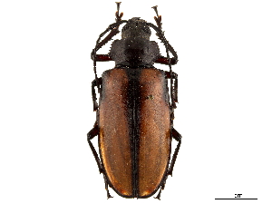  (Rhaphipodus suturalis - CCDB-32964-D07)  @11 [ ] CreativeCommons - Attribution (2019) Smithsonian Institution Smithsonian Institution