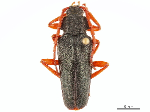  (Elateropsis scabrosus - CCDB-32964-D09)  @11 [ ] CreativeCommons - Attribution (2019) Smithsonian Institution Smithsonian Institution