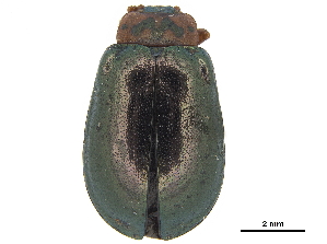  (Plagiosterna placida - CCDB-32966-D08)  @11 [ ] CreativeCommons - Attribution (2019) Smithsonian Institution Smithsonian Institution