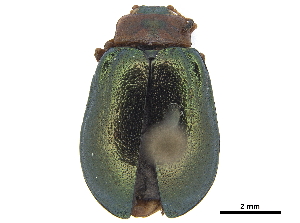  (Plagiosterna adamsii - CCDB-32966-E05)  @11 [ ] CreativeCommons - Attribution (2019) Smithsonian Institution Smithsonian Institution