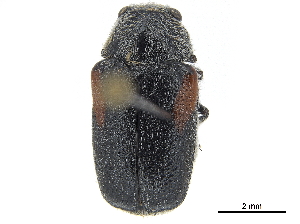  (Coleothorpa vittigera arizonensis - CCDB-32966-F05)  @11 [ ] CreativeCommons - Attribution (2019) Smithsonian Institution Smithsonian Institution