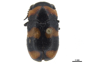  (Megalostomis grossa - CCDB-32966-F11)  @11 [ ] CreativeCommons - Attribution (2019) Smithsonian Institution Smithsonian Institution