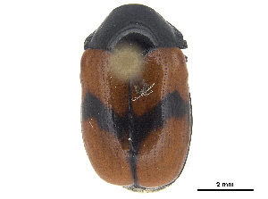  (Urodera dilaticollis - CCDB-32966-G05)  @11 [ ] CreativeCommons - Attribution (2019) Smithsonian Institution Smithsonian Institution