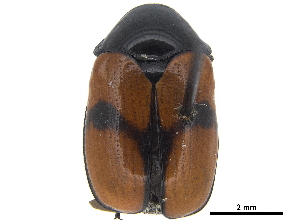  (Urodera dilaticollis - CCDB-32966-G06)  @11 [ ] CreativeCommons - Attribution (2019) Smithsonian Institution Smithsonian Institution