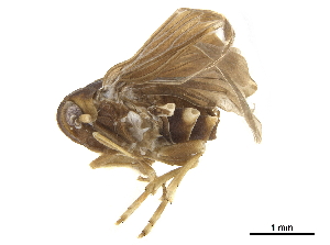  (Achilixius tubulifer - CCDB-32967-C06)  @11 [ ] CreativeCommons - Attribution (2019) Smithsonian Institution Smithsonian Institution