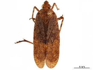  (Neolieftinckana fuscata - CCDB-32968-A07)  @11 [ ] CreativeCommons - Attribution (2019) Smithsonian Institution Smithsonian Institution