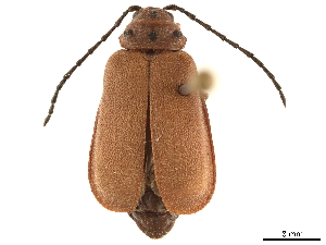  (Nestinus auriquadrum - CCDB-32970-D01)  @11 [ ] CreativeCommons - Attribution (2019) Smithsonian Institution Smithsonian Institution
