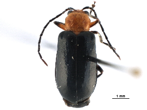  (Phyllecthris dorsalis - CCDB-32970-D12)  @11 [ ] CreativeCommons - Attribution (2019) Smithsonian Institution Smithsonian Institution