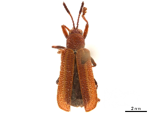  (Acentroptera nevermanni - CCDB-32970-F11)  @11 [ ] CreativeCommons - Attribution (2019) Smithsonian Institution Smithsonian Institution