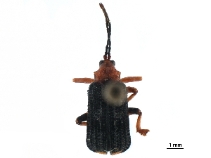  (Gonophora haemorrhoidalis - CCDB-32970-H11)  @11 [ ] CreativeCommons - Attribution (2019) Smithsonian Institution Smithsonian Institution