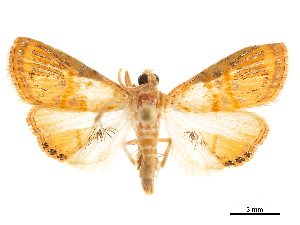  (Aureopteryx argentistriata - CCDB-32971-A03)  @11 [ ] CreativeCommons - Attribution (2019) Smithsonian Institution Smithsonian Institution