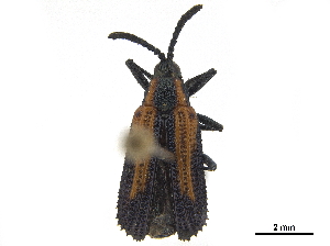  (Pentispa vittapennis - CCDB-32972-B06)  @11 [ ] CreativeCommons - Attribution (2019) Smithsonian Institution Smithsonian Institution