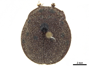  (Chelymorpha gressoria - CCDB-32972-D04)  @11 [ ] CreativeCommons - Attribution (2019) Smithsonian Institution Smithsonian Institution