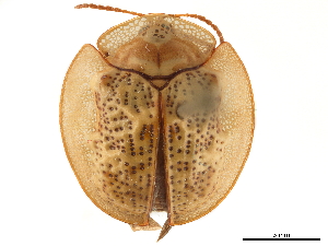 (Coptocycla marmorata - CCDB-32972-D08)  @11 [ ] CreativeCommons - Attribution (2019) Smithsonian Institution Smithsonian Institution