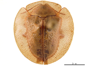  (Coptocycla rufonotata - CCDB-32972-D09)  @11 [ ] CreativeCommons - Attribution (2019) Smithsonian Institution Smithsonian Institution