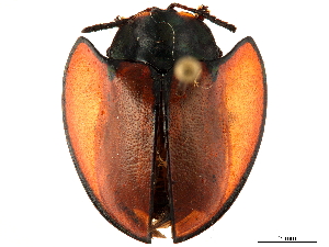  (Echoma marginata - CCDB-32972-E04)  @11 [ ] CreativeCommons - Attribution (2019) Smithsonian Institution Smithsonian Institution