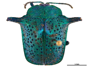  (Omocerus caeruleopunctatus - CCDB-32972-F12)  @11 [ ] CreativeCommons - Attribution (2019) Smithsonian Institution Smithsonian Institution