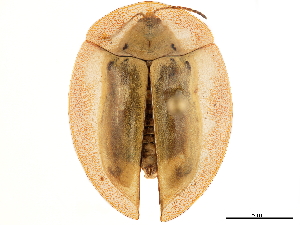  (Physonota limoniata - CCDB-32972-G04)  @11 [ ] CreativeCommons - Attribution (2019) Smithsonian Institution Smithsonian Institution